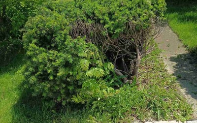 Photo of Louise S.'s yard after getting landscaping in Peotone, IL