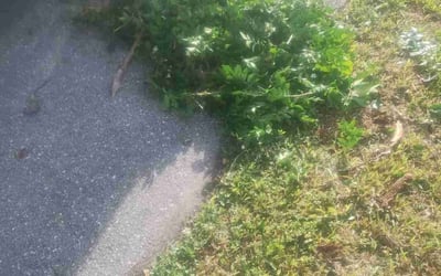 Photo of Tammy A.'s yard after getting tree care in West Palm Beach, FL