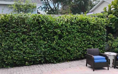 Photo of Gayle G.'s yard after getting tree care in Odessa, FL