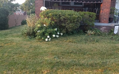 Photo of Dorothy E.'s yard after getting tree care in Clairton, PA