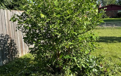 Photo of Alice H.'s yard after getting landscaping in Sheridan, IN