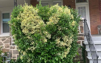 Photo of James J.'s yard after getting landscaping in Baltimore, MD