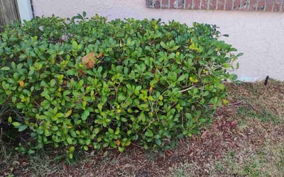 Photo of Victoria P.'s yard after getting landscaping in Scottsmoor, FL