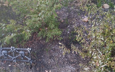 Photo of Brittany K.'s yard after getting tree care in San Antonio, TX