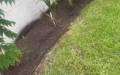 Photo of Domenic A.'s yard after getting tree care in Windermere, FL