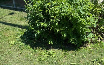Photo of Edward R.'s yard after getting landscaping in Ford, VA