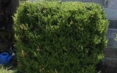 Photo of Jason K.'s yard after getting tree care in Taylor, TX