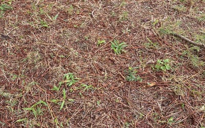 Photo of Jennifer S.'s yard after getting landscaping in Eure, NC