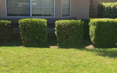 Photo of Jennifer C.'s yard after getting landscaping in Cathedral City, CA