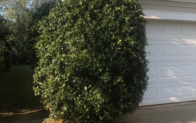 Photo of James C.'s yard after getting landscaping in Newell, NC