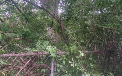 Photo of Ashley C.'s yard after getting landscaping in Summit Station, OH