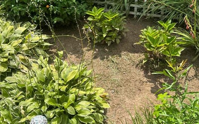 Photo of Fred E.'s yard after getting tree care in Cumming, GA