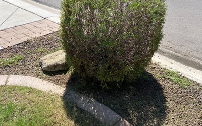 Photo of Lu B.'s yard after getting lawn care in San Tan Valley, AZ