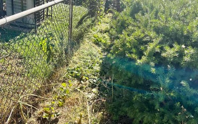 Photo of Lester W.'s yard after getting landscaping in Godfrey, IL