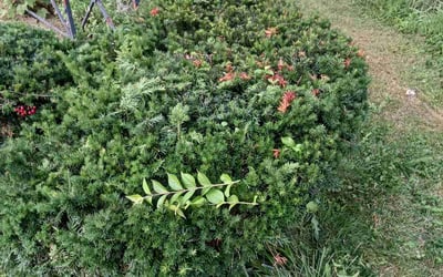 Photo of Eleni K.'s yard after getting landscaping in Greenville, PA