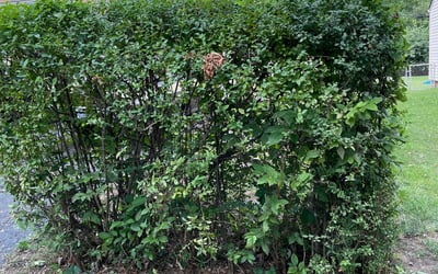 Photo of Randy D.'s yard after getting landscaping in Freeman, MO