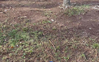Photo of Ashley M.'s yard after getting landscaping in Jetersville, VA