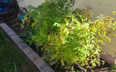 Photo of Jennifer L.'s yard after getting landscaping in Arlington, AZ