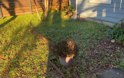 Photo of Raymond B.'s yard after getting tree care in Buda, TX