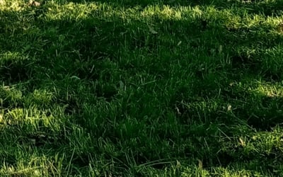 Photo of Brian S.'s yard after getting landscaping in Pleasanton, KS