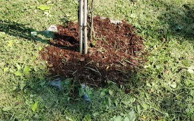 Photo of Diana B.'s yard after getting landscaping in Bryceville, FL