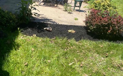 Photo of Michael B.'s yard after getting landscaping in Rockbridge, OH
