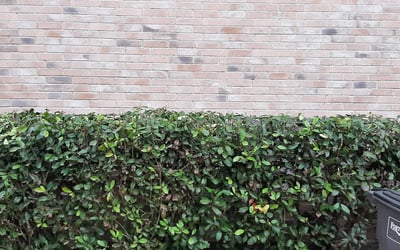 Photo of Cathleen N.'s yard after getting tree care in Cleburne, TX