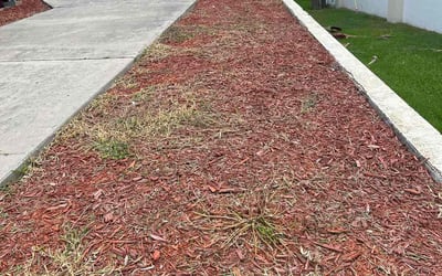 Photo of Daniel C.'s yard after getting tree care in Lutz, FL