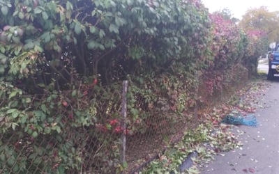 Photo of Ryan T.'s yard after getting landscaping in Latonia, KY