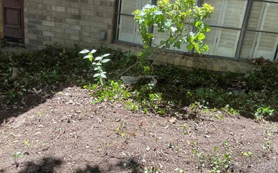 Photo of Karen P.'s yard after getting landscaping in Arlington, TX