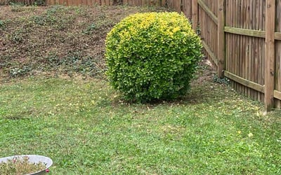 Photo of Linda O.'s yard after getting landscaping in Millersville, MD
