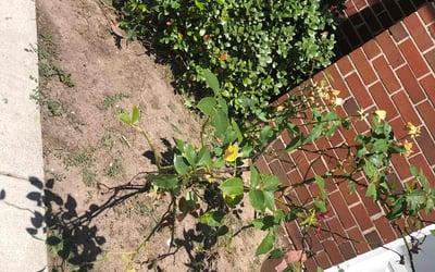 Photo of Matthew A.'s yard after getting landscaping in Poplar Branch, NC