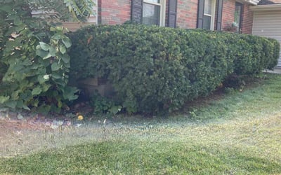 Photo of Mindy G.'s yard after getting landscaping in Pleasanton, KS