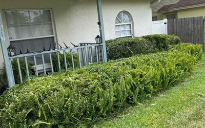 Photo of Cheryl R.'s yard after getting landscaping in Brandon, FL