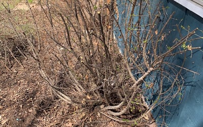 Photo of Anna L.'s yard after getting landscaping in Kittredge, CO