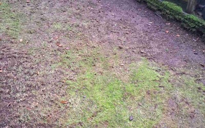 Photo of Jason W.'s yard after getting landscaping in Fall City, WA