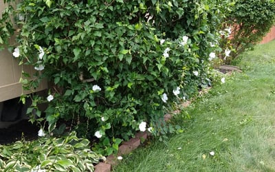 Photo of James G.'s yard after getting landscaping in Polo, MO