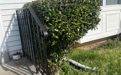 Photo of Michele G.'s yard after getting landscaping in Paris, VA