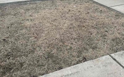 Photo of Laura T.'s yard after getting landscaping in Mc Lean, VA