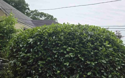 Photo of Patricia R.'s yard after getting landscaping in Hyattsville, MD