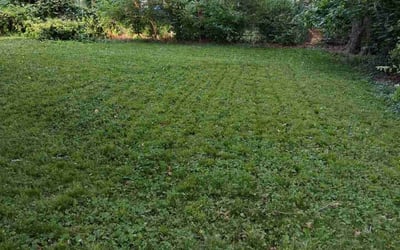 Photo of Richard D.'s yard after getting landscaping in Kansas City, MO