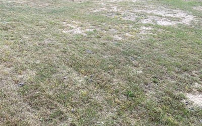 Photo of Kimberly S.'s yard after getting landscaping in Macdona, TX