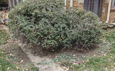 Photo of Jane M.'s yard after getting landscaping in Harrisonville, MO