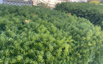 Photo of Sandy M.'s yard after getting landscaping in North Kingstown, RI