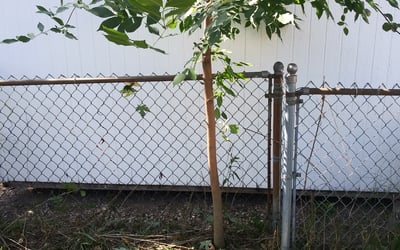 Photo of Andrew P.'s yard after getting landscaping in Montgomery, MN