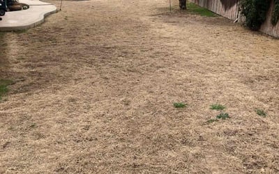 Photo of Chris J.'s yard after getting landscaping in Charlotte, TX