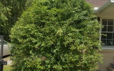 Photo of Ryan S.'s yard after getting landscaping in Centerville, TN