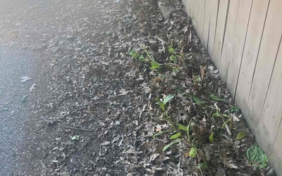 Photo of Brenda B.'s yard after getting landscaping in East Saint Louis, IL