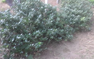 Photo of Marisol A.'s yard after getting lawn care in Westford, MA
