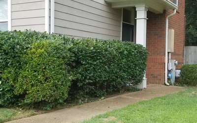 Photo of Jessica W.'s yard after getting landscaping in Coldwater, MS